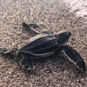 3 Circles Energy Turtle Watching Experience