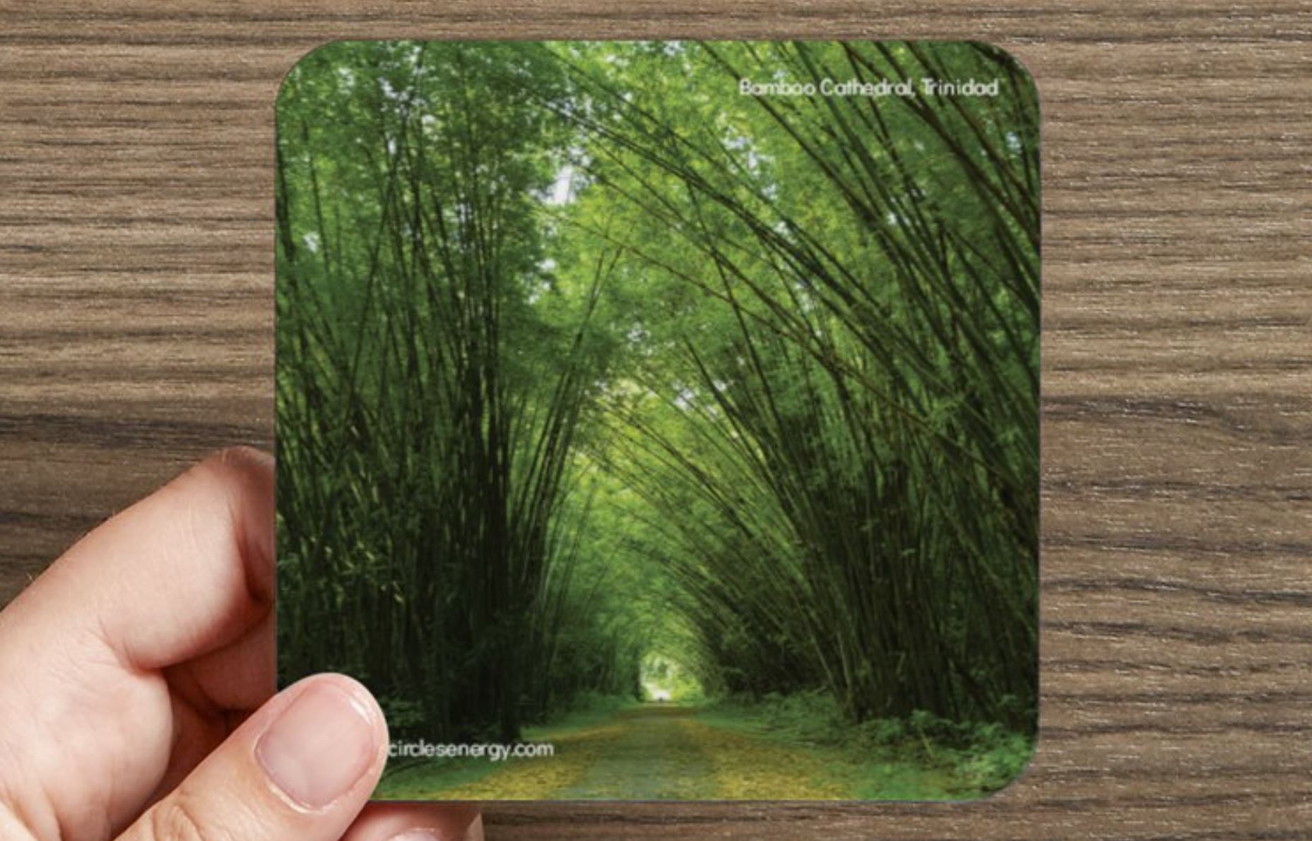 BambooCath2019CoasterVP