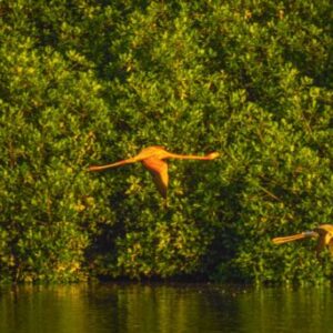 3 Circles Energy Caroni Swamp Experience