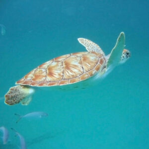 3 Circles Energy Bespoke Turtle Experience