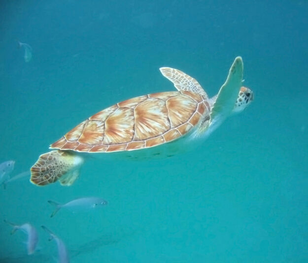 3 Circles Energy Bespoke Turtle Experience